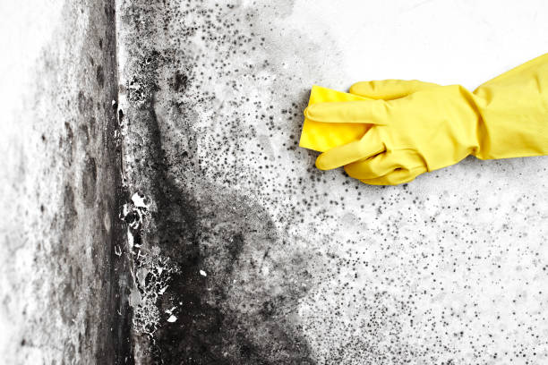 Best Fast Mold Removal  in Roscoe, IL