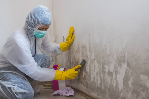 Best Mold Testing  in Roscoe, IL