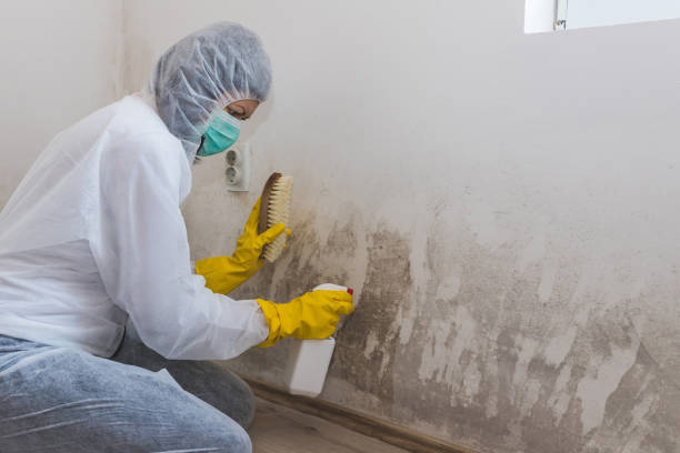 Best Mold Removal Company Near Me  in Roscoe, IL