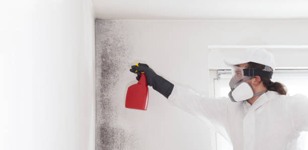 Best Home Mold Removal  in Roscoe, IL