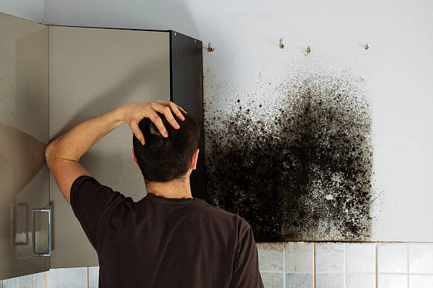 Best Attic Mold Removal  in Roscoe, IL
