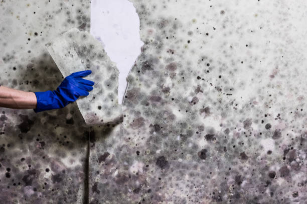 Best Emergency Mold Removal  in Roscoe, IL