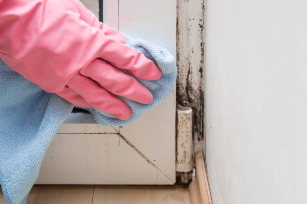 Best Residential Mold Removal  in Roscoe, IL